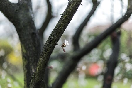 Botany plant bud