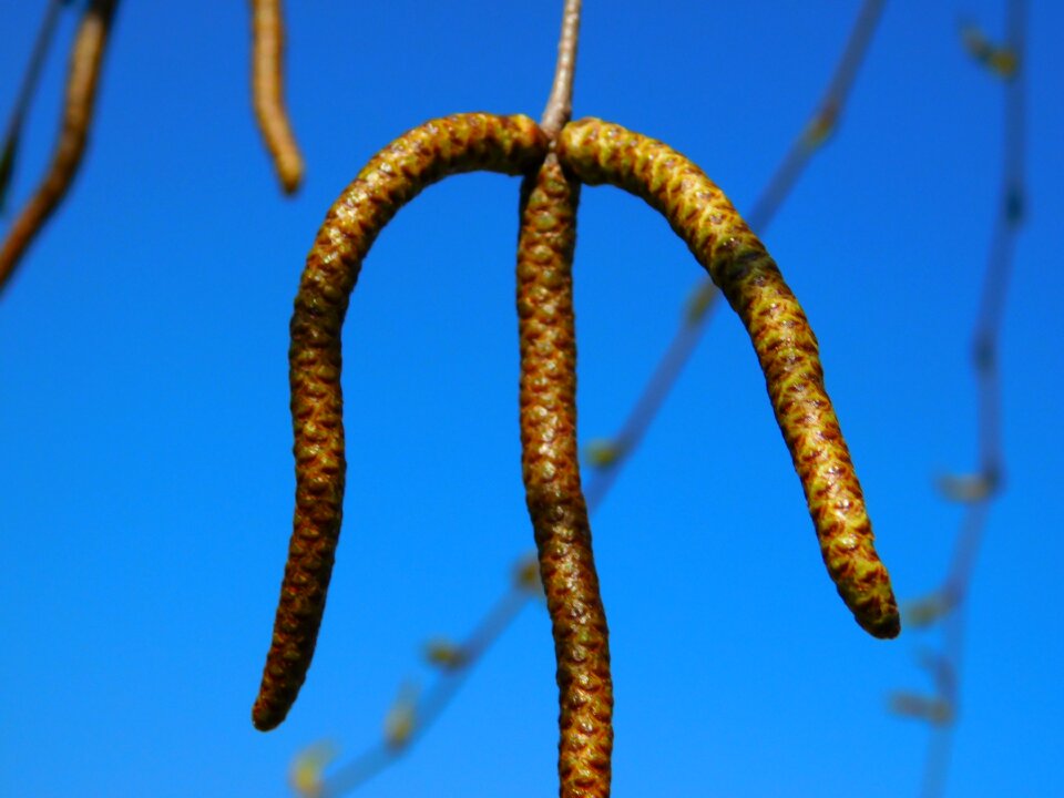 Mountain plant nature