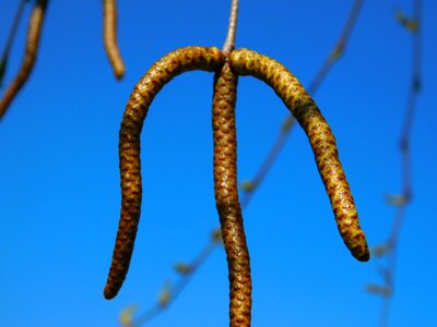 Mountain plant nature photo