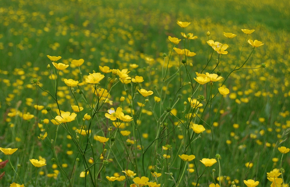 Meadow yellow wild