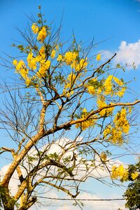 Flying tree yellow ipê photo