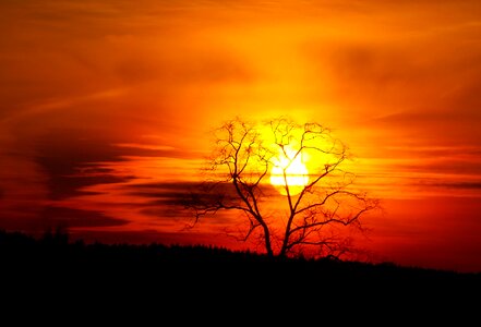 Sunset tree silhouette photo