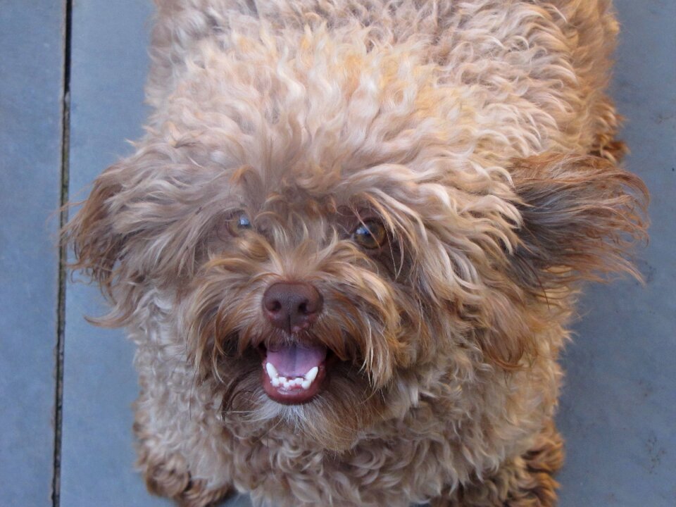 Lost dog adopted dog adoption
