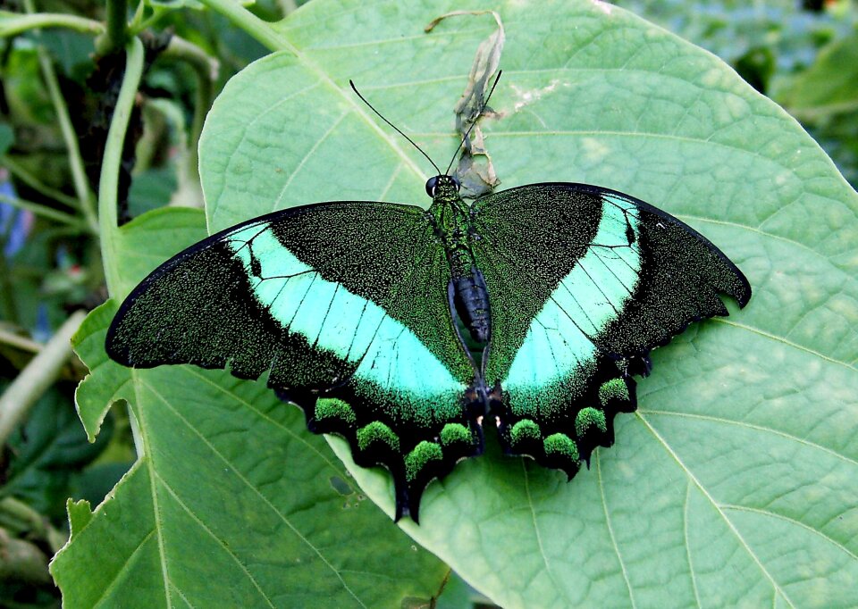 Drexel insect green