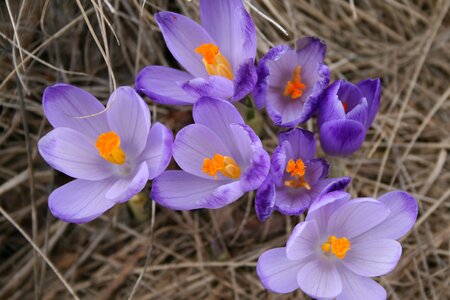 Purple nature colors