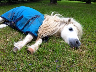 Shetland pony animal photo