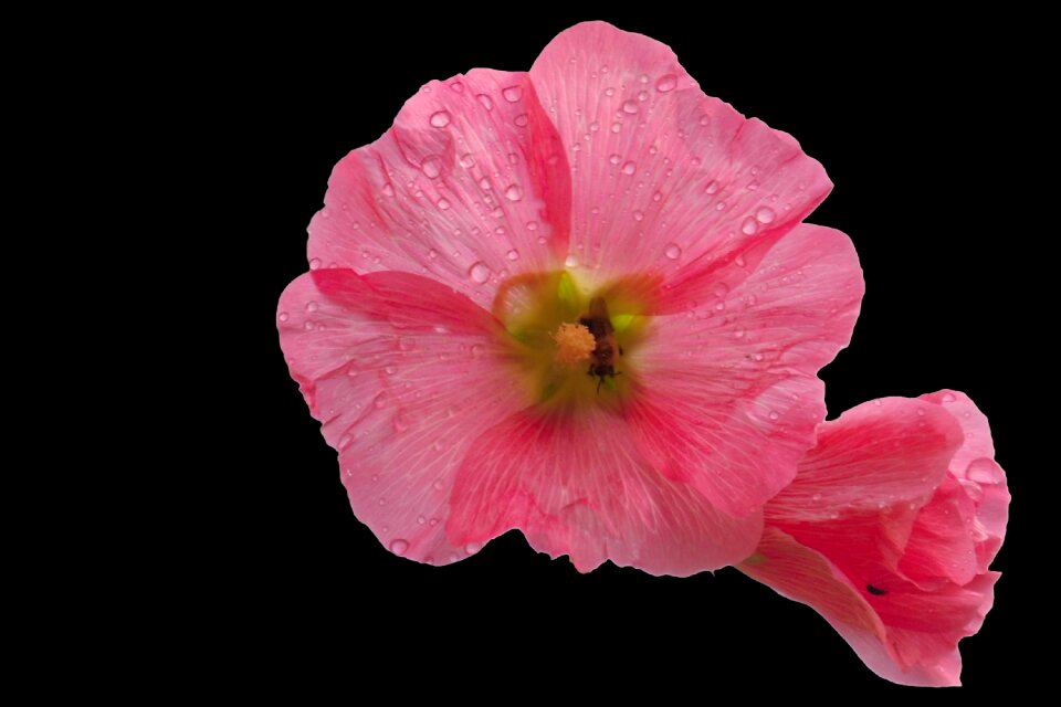 Pink mallow flower nature