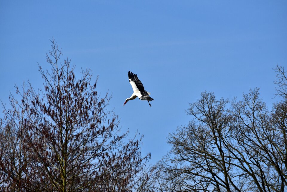 Black white bill rattle stork