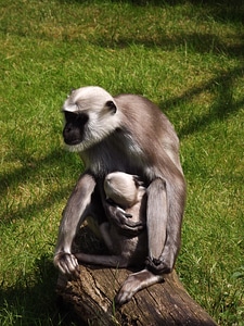 Monkey nut mother and child zoo