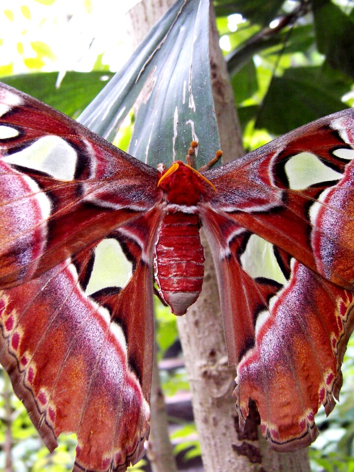 Drexel large insect