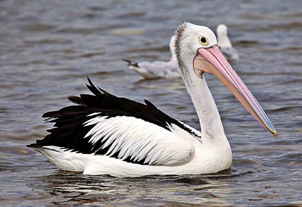 Bird outdoor seabird