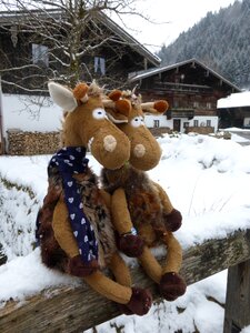 Giraffe germany chiemgauer