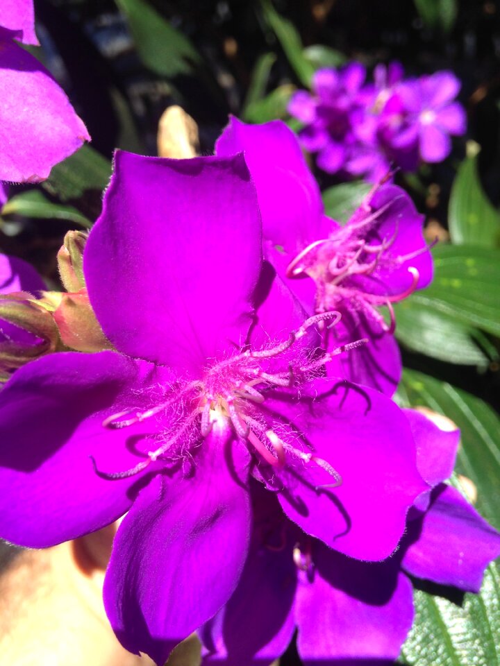 Flowers nature spring