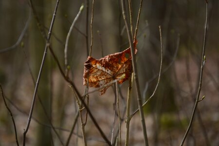 Withered maple leaf