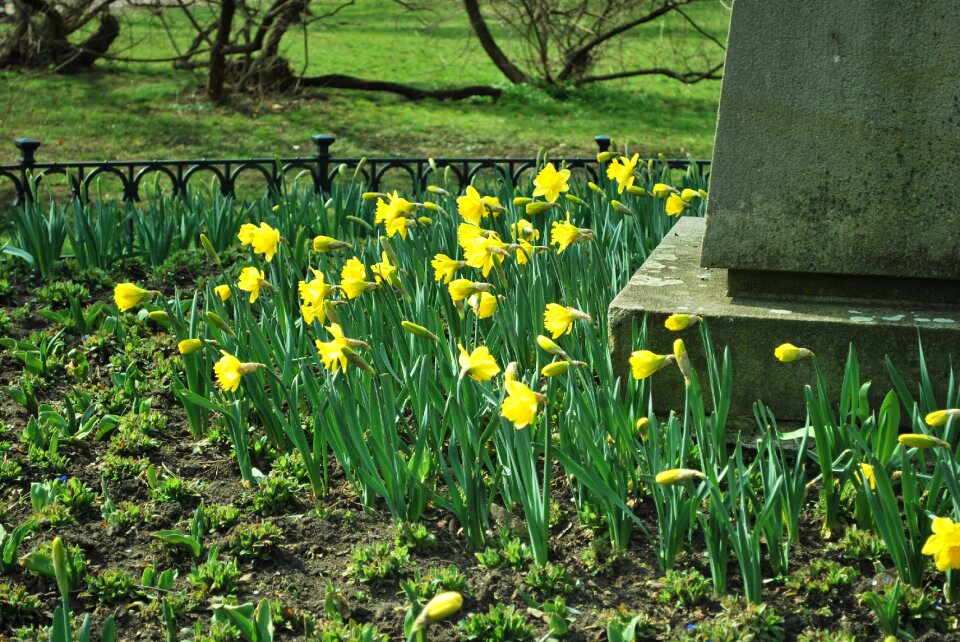 Lawn nature yellow