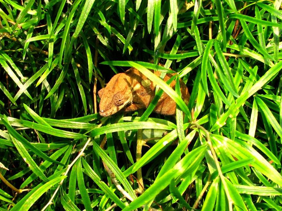 Chameleon reptile sweet