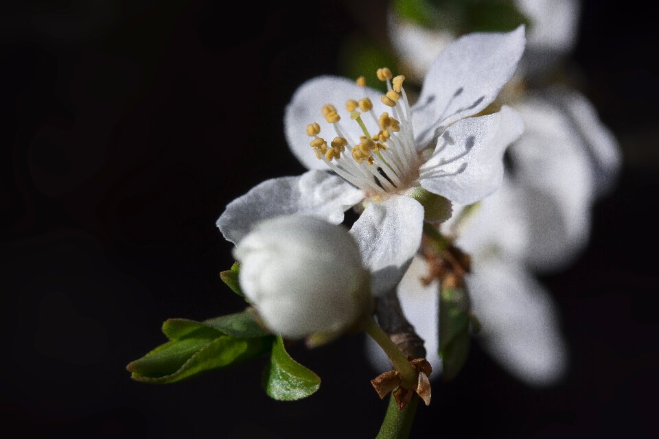 Bud white prunus domestica subsp