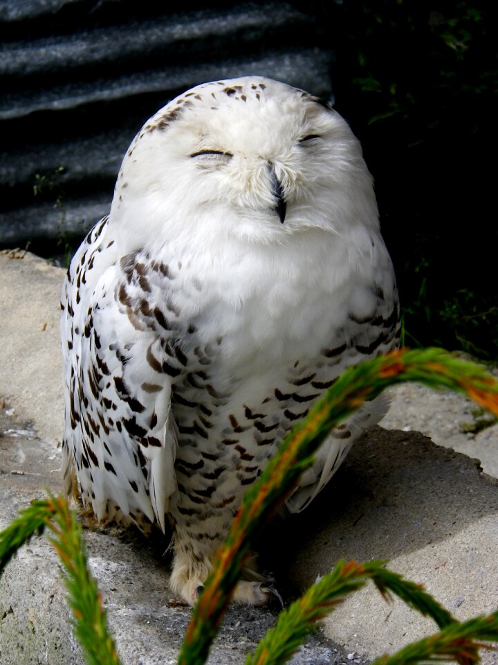 Snowy owl white bird