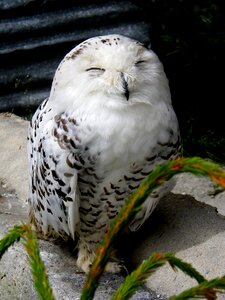 Snowy owl white bird