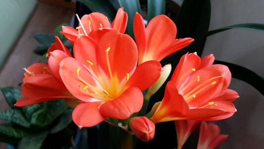 Spring flowers spring beautiful