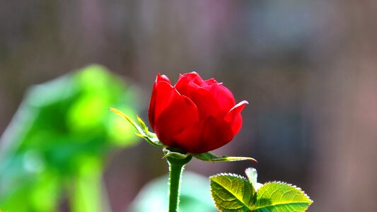 Red rose blooms flower