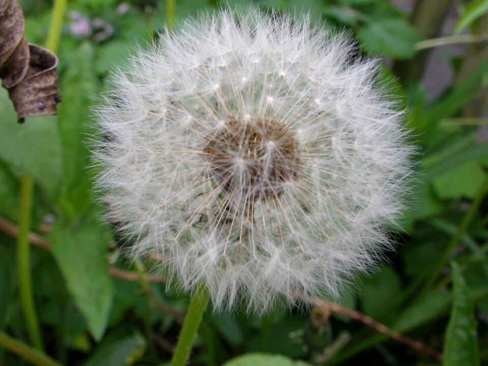 Dandelion pointed flower Free photos