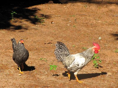 Cock roça redneck