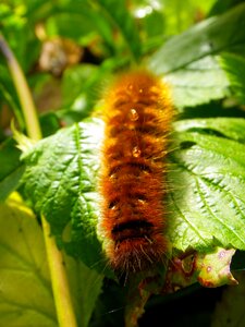 Caterpillar close up hairy photo