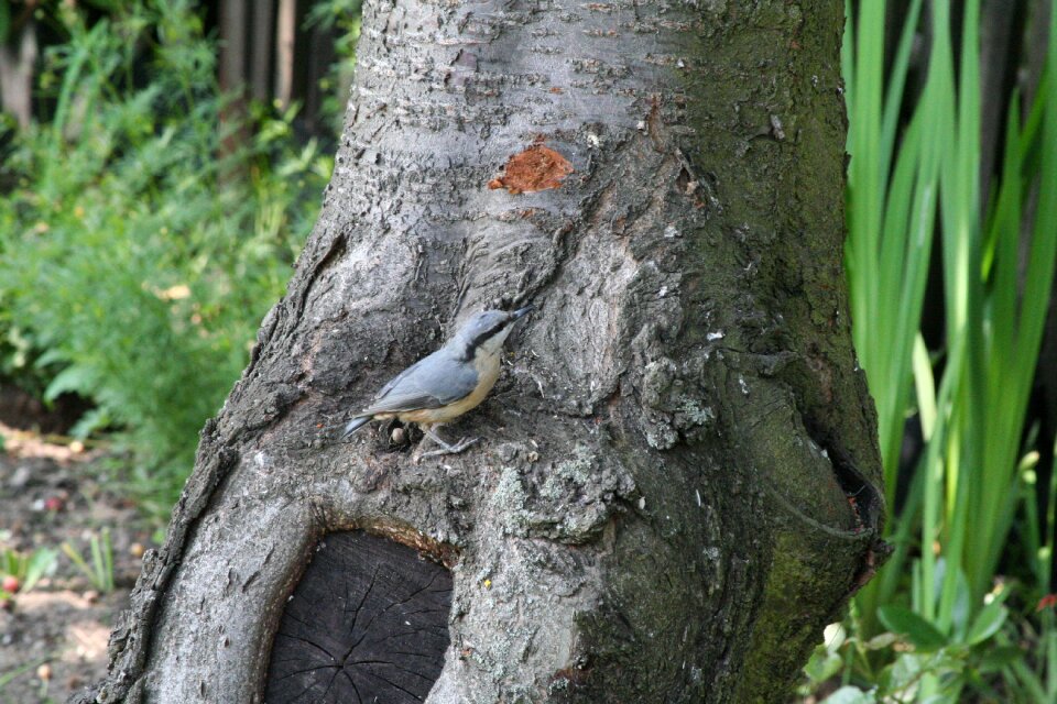 Garden birds