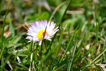 Flower white in the grass photo