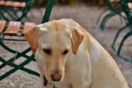 Sit animal pet