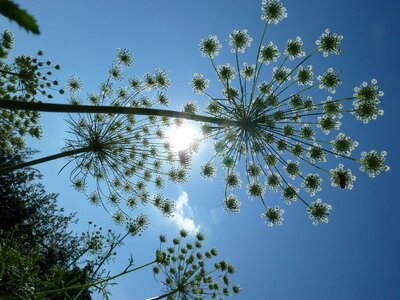 Carrot sun sky