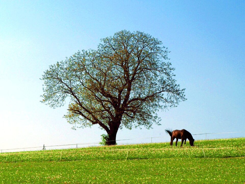 Horse tree pasture