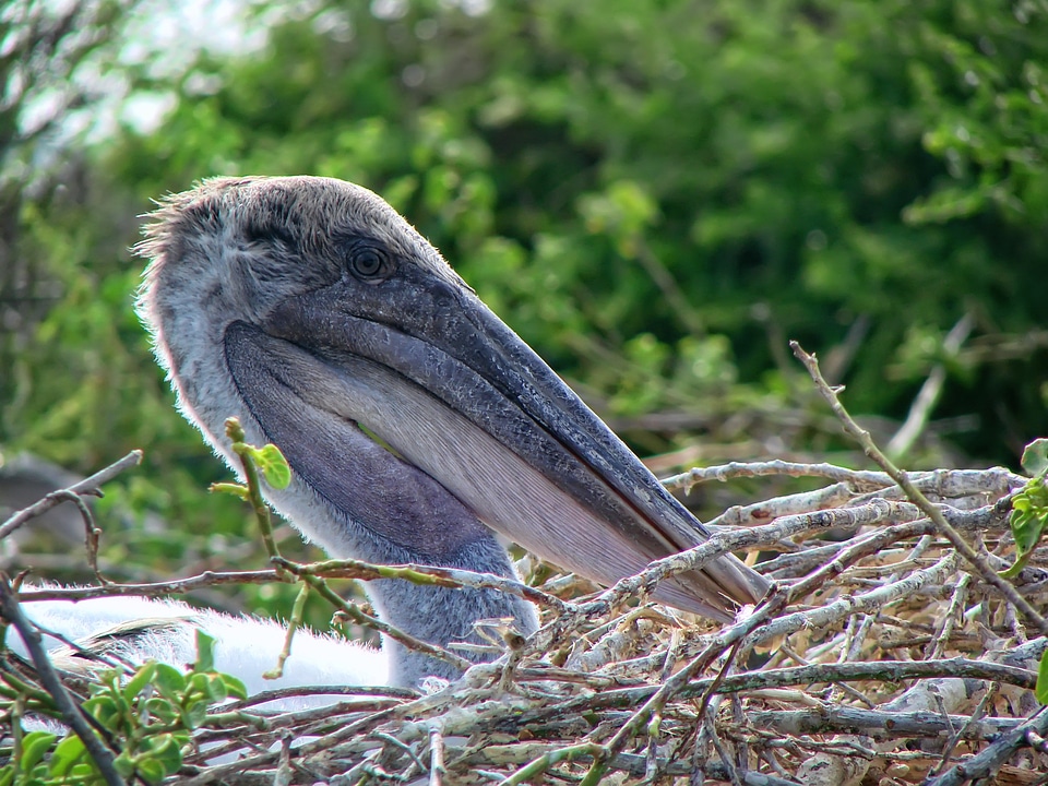 Beak bag bird chile