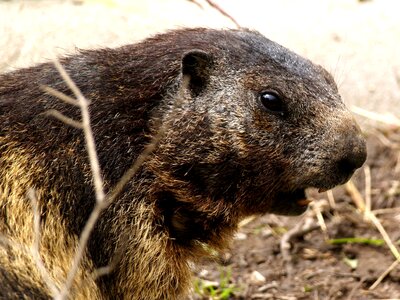 Marmot rodent close up