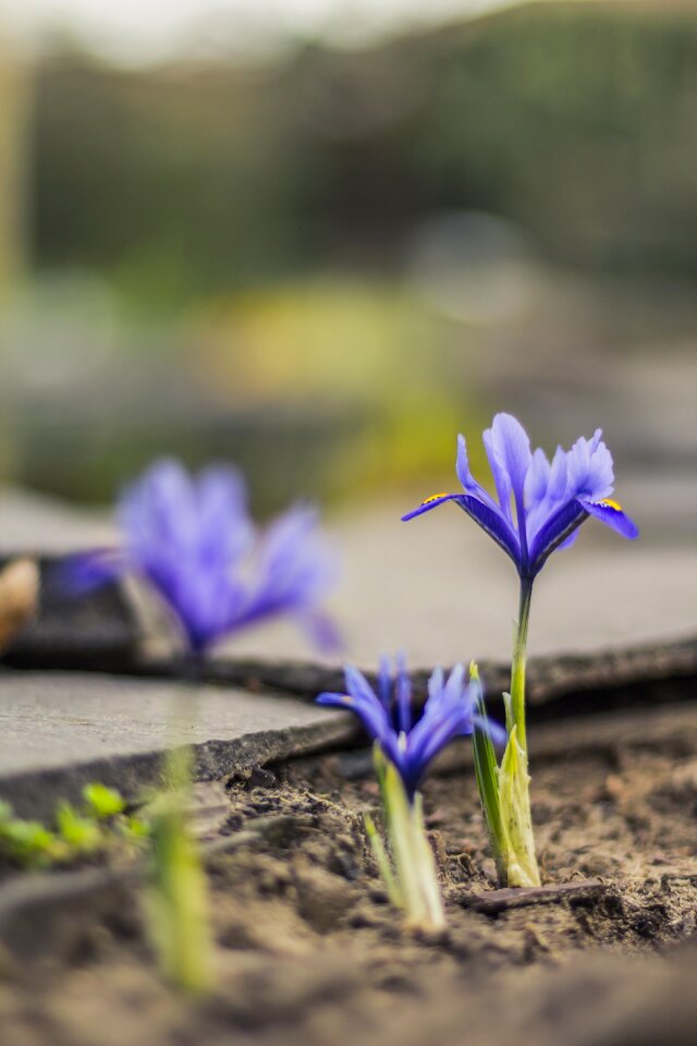 Blurry background iris nature