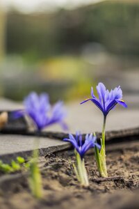 Blurry background iris nature photo