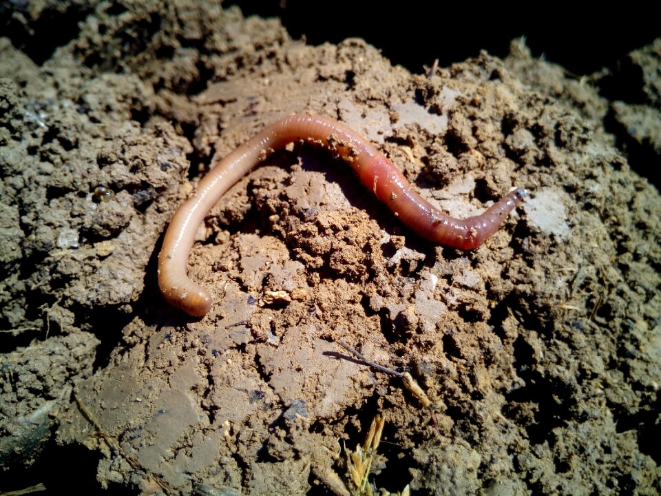 Vermiculture agriculture field