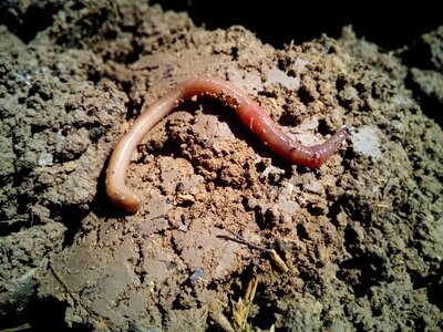 Vermiculture agriculture field