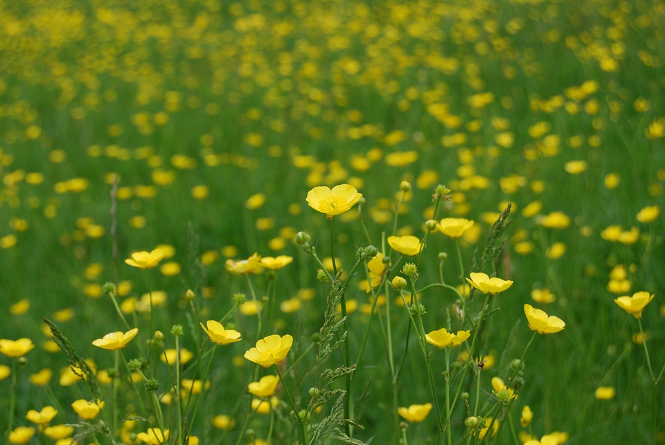 Meadow yellow wild
