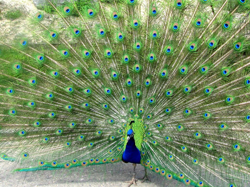 Peacock bird feather
