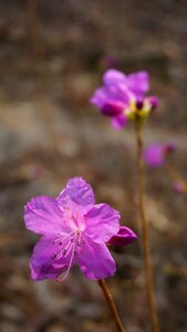 Landscape korea spring flowers