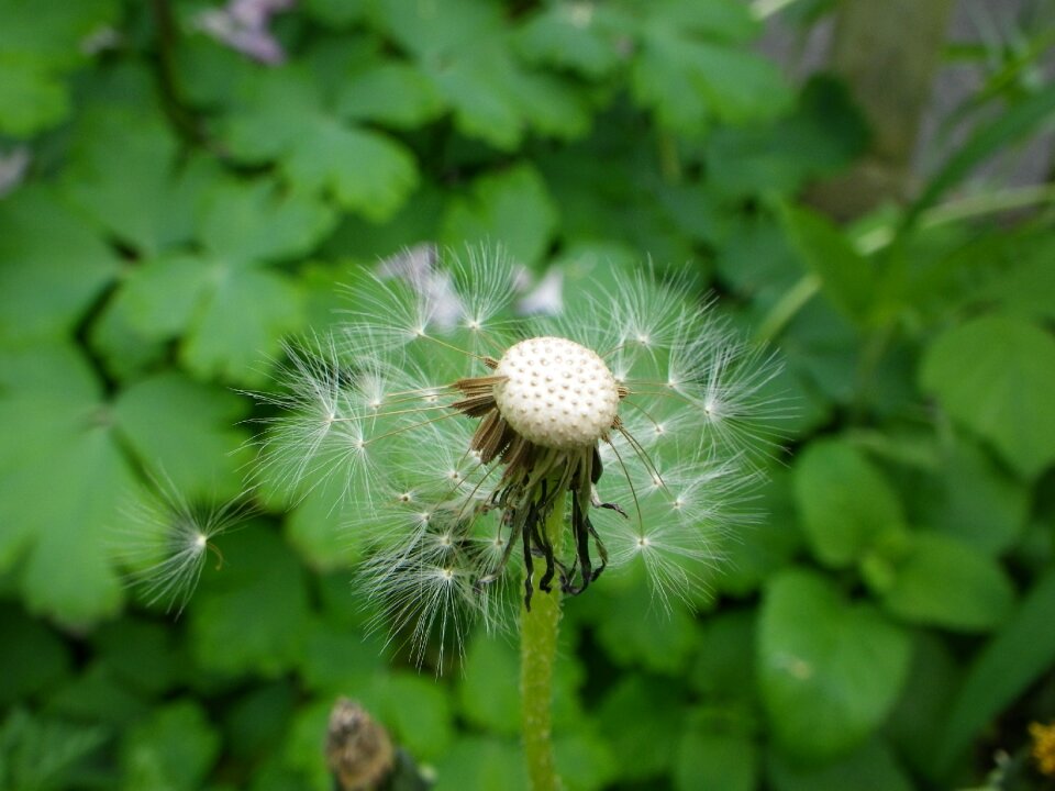 Dandelion flower Free photos