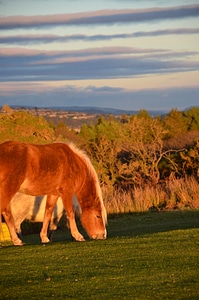 Countryside horses animal photo
