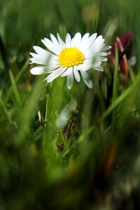 White plant spring