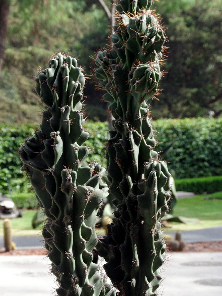 Thorns plant botany