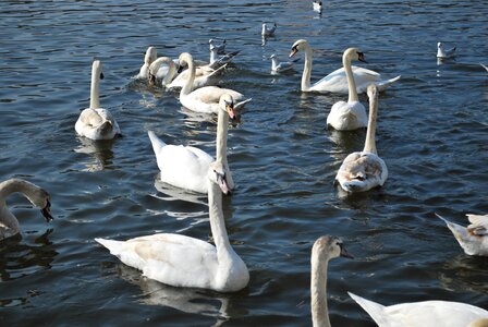 Swans a white swan swan