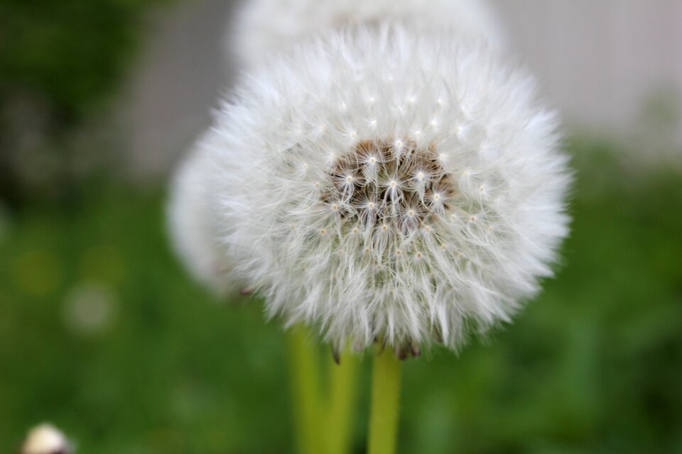 Dandelion flower buttercup