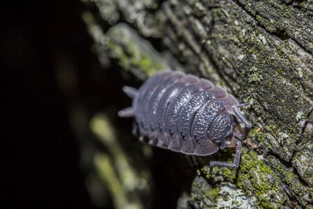 Macro animal bug