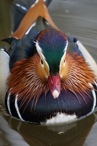 Swim ornamental duck male